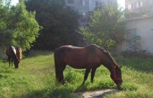 Mai multe cazuri de cabaline nesupravegheate, la Târgu-Mureş