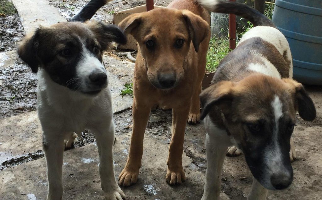 FOTO: Câini și pisici din Cristești, în căutarea unor stăpâni iubitori