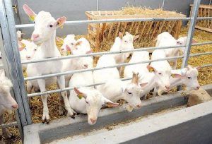 Fermă de capre şi fabrică nouă de procesare lapte, la Sighişoara