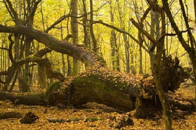 Pădurile din judeţul Mureş, certificate Forest Stewardsip Council