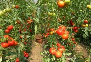 Producătorii de tomate vor avea mai mult timp la dispoziție pentru valorificarea produselor