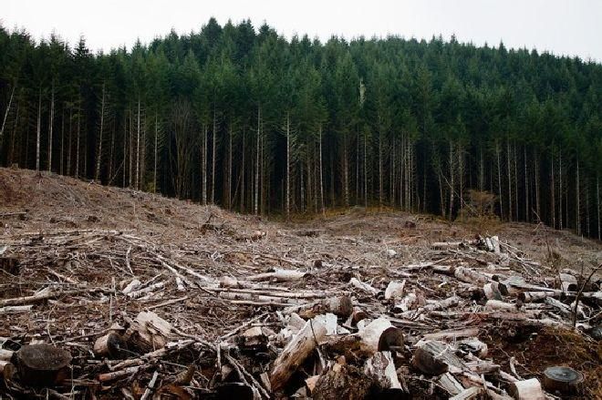 Tăieri ilegale de arbori, în pădurile din Mureş