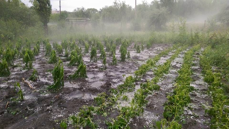 Cum va fi îmbunătățită capacitatea productivă a sectorului agricol românesc?