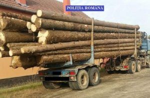 Material lemnos şi autoutilitară confiscate în Ibăneşti