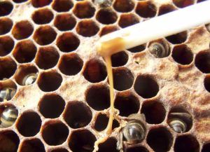 De ce creşte mortalitatea albinelor în timpul iernii?