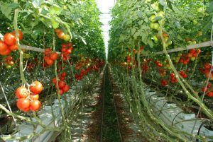 Programul de sprijin pentru tomate continuă și în 2018