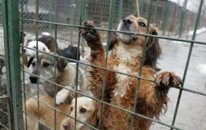 Adopţii la Azilul pentru câini fără stăpân din Reghin