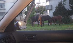 Adio cai şi căruţe din cartierele de case din Târgu-Mureş?! Proiect imobiliar ambiţios pentru Valea Rece