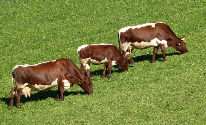 Proiect unic în România la Târgu-Mureş, pentru revigorarea bovinelor Pinzgau de Transilvania