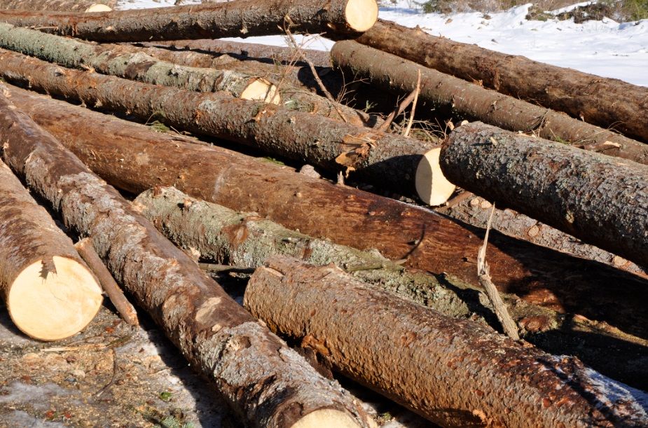 În 2017, masa lemnoasă s-a scumpit atât de mult, încât a devenit mai ieftină cea din import