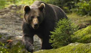 Urșii se înmulțesc necontrolat, AJVPS Mureș are soluții, dar nu sunt aprobări!