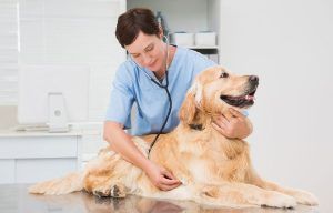 Microciparea câinilor pentru vaccinarea antirabică, facultativă!