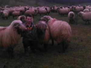 Marius Coc din Luduș încearcă să lupte de unul singur împotriva scrapiei apărute la oile sale!