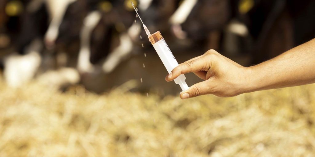 Organizația Mondială a Sănătății recomandă stoparea utilizării antibioticelor la animalele sănătoase