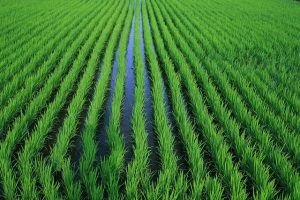 Soluții pentru culturi de orez în România, discutate în cadrul MADR