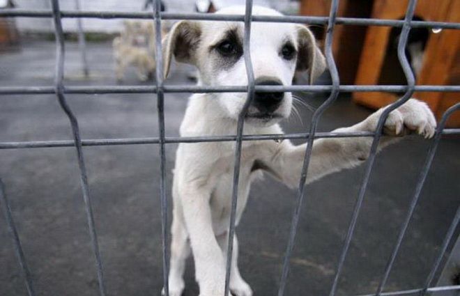 Ziua Porţilor Deschise la adăpostul pentru câini din Târgu-Mureş!