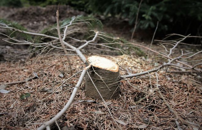 Conducerea Romsilva, anunţ despre tăierile ilegale din pădurile de stat