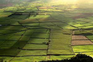 MADR încurajează înfiinţarea şi dezvoltarea formelor asociative în agricultură