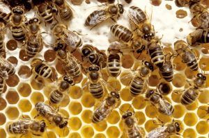 Puietul de albine din Mureş, compromis din cauza vremii nefavorabile