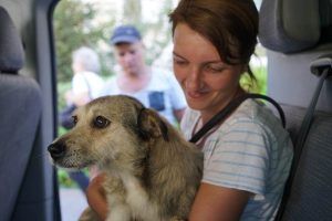 Sterilizare gratuită pentru animale de companie în județul Mureș