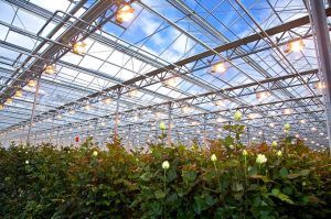 Tipuri de iluminare suplimentară a plantelor din spaţiile protejate şi apartament
