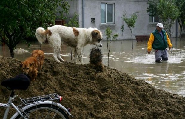 Acțiuni de protejare a sănătății animalelor din zonele afectate de inundații
