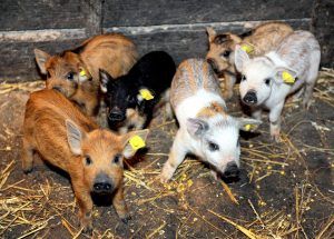 Startul Programului de sprijin pentru crescătorii de porci din rasele Bazna și Mangalița