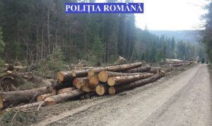 Material lemnos confiscat la Ibăneşti