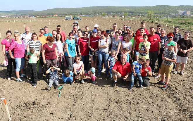 FOTO: „Familia Fomco”, la plantat de tei în Sângeorgiu de Mureș