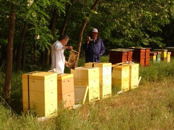 Ce Culori Preferă Albinele și Care Este Cea Mai Bună Vopsea Pentru