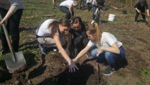 FOTO: La Tirimioara s-au plantat azi sute de puieți de paltini, frasini și goruni