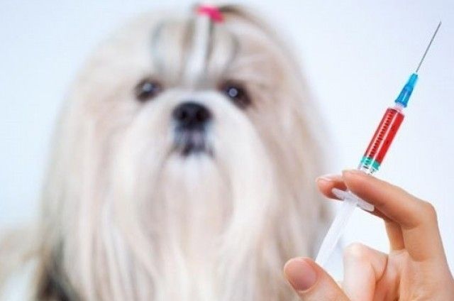 Cele mai importante vaccinuri pentru câini