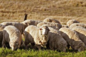 Cooperativa agricolă „Țara mea” și crescătorii de ovine au pus bazele unui parteneriat de colaborare