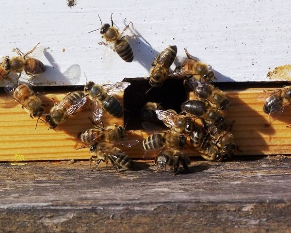 MADR schimbă regulile pentru apicultori!