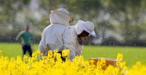 Calendarul apicol: lucrările importante din stupină în aprilie
