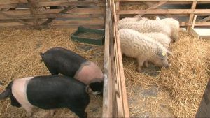 Program de stat, finalizat! Ce s-a întâmplat cu românii care au cerut porci gratis
