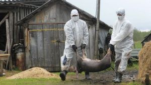 Primul caz de pestă porcină africană confirmat în Ungaria