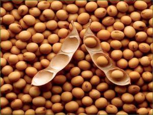 Subvenția la soia: sprijinul cuplat, mai mic decât anul trecut