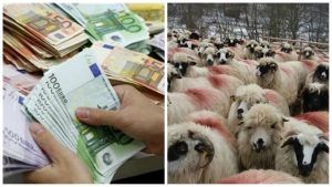 Două milioane de euro pentru ciobani: S-a propus creşterea subvenţiei pentru ovine