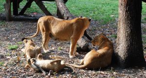 FOTO: Preocupări pentru creşterea confortului ambiental la Zoo Târgu-Mureş
