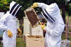Veste proastă pentru apicultura judeţului Mureş