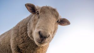 Șeful MADR: Câți bani pot primi crescătorii de oi pentru kilogramul de lână vândută