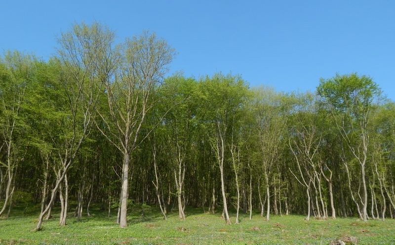 Peste 9.300 de hectare de pădure din Mureş au revenit în proprietatea statului!