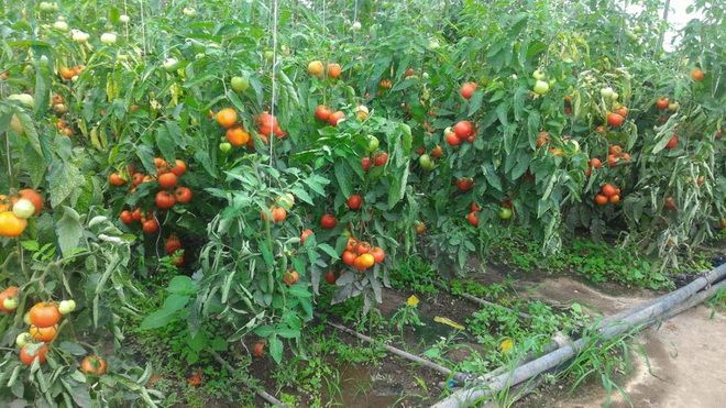 Prima producţie de legume după aproape 15 ani la Serele Primăriei Târgu-Mureş