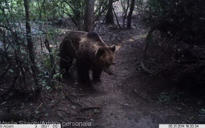 Atacuri ale urşilor în zona Corunca-Păsăreni