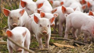 Ecologiştii solicită retragerea ordinului MAP privind combaterea pestei porcine africane