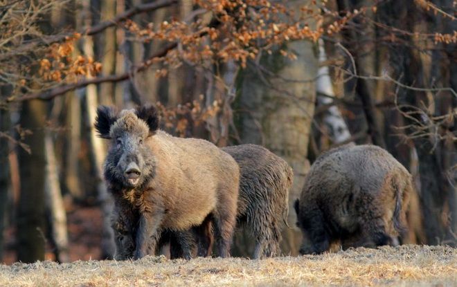 Ordin pentru eliminarea a peste 1.500 de porci mistreți, pentru prevenirea pestei porcine africane în Mureş!