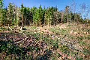 Județul Mureș, locul 1 pe țară la tăieri ilegale de lemne
