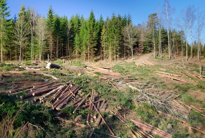 Județul Mureș, locul 1 pe țară la tăieri ilegale de lemne