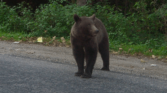 Urs ajuns pe străzile din Sovata